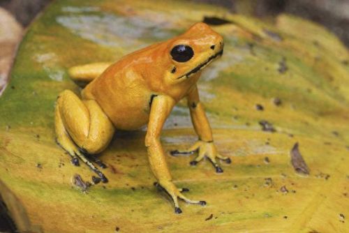 十大携带病毒动物排行榜(病毒动物)插图2