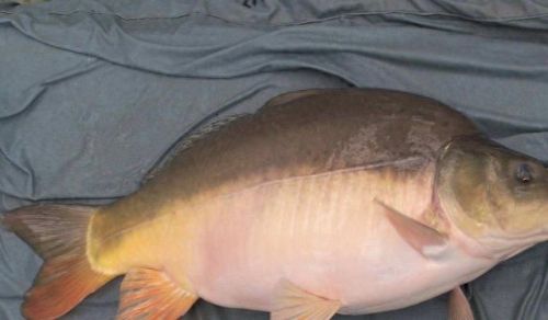 十大土豪鱼排行榜最新视频(雷龙鱼十大禁忌)