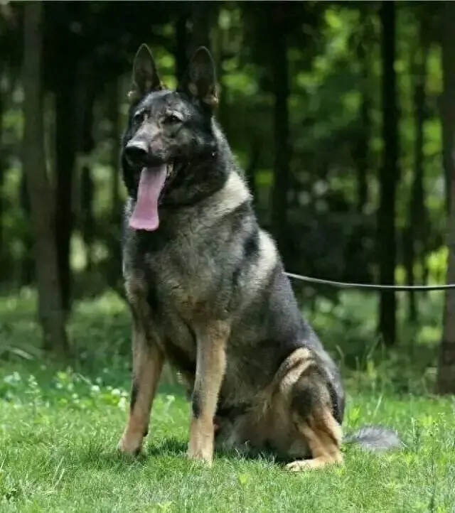 全国十大神犬排行榜最新(神犬追风)插图6 全国十大神犬排行榜最新(神犬追风)插图6