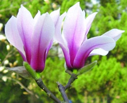 十大有名树木排行榜图册(驱蚊子树木排行榜)插图3