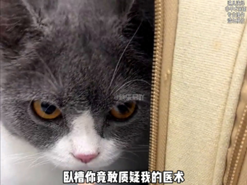 动物排行榜之十大动物医生(动物排名十大凶猛动物)插图4 动物排行榜之十大动物医生(动物排名十大凶猛动物)插图4