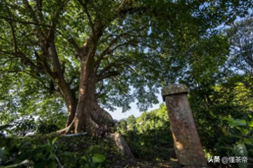 普洱十大名牌价格排行榜(普洱价格最高的品牌)插图6