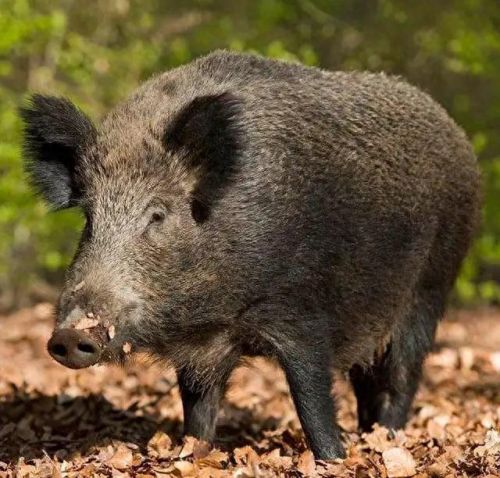 十大巨兽排行榜非洲野狮(以前最厉害的巨狮排行)插图4