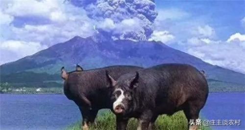 十大珍贵的猪肉排行榜图片(猪肉零食排行榜前十名)插图4