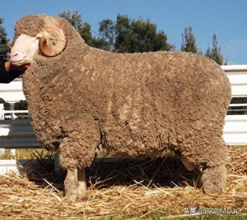 十大最稀有服装品牌排行榜(男士高端服装品牌)