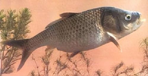 十大土豪鱼排行榜最新视频(雷龙鱼十大禁忌)插图14