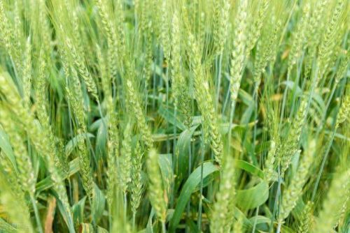 全国排名前十玉米品种(中国十大顶级玉米品种)插图4 全国排名前十玉米品种(中国十大顶级玉米品种)插图4