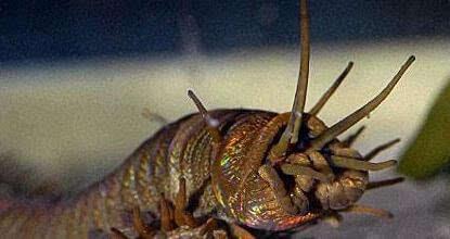 传说中的十大怪兽排行榜(怪兽电影十大巅峰之作)插图2 传说中的十大怪兽排行榜(怪兽电影十大巅峰之作)插图2