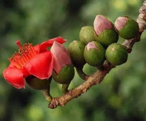 巧家县十大小吃排行榜(巧家必吃十大美食)插图 巧家县十大小吃排行榜(巧家必吃十大美食)插图