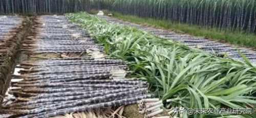 世界蔬果排名前十图片(世界粮食产量排名)插图4 世界蔬果排名前十图片(世界粮食产量排名)插图4