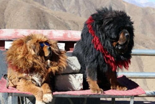 世界十大巨型犬排行榜排名(世界十大大型犬排名)插图5