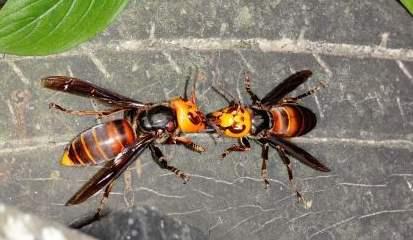 世界上十大剧毒昆虫排行榜(十大毒性最强的昆虫)