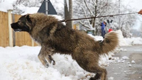 十大牛逼的狗排行榜(十大良心狗罐头排名)插图6 十大牛逼的狗排行榜(十大良心狗罐头排名)插图6