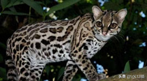 凶猛的猫十大排行榜(十大品牌猫)插图