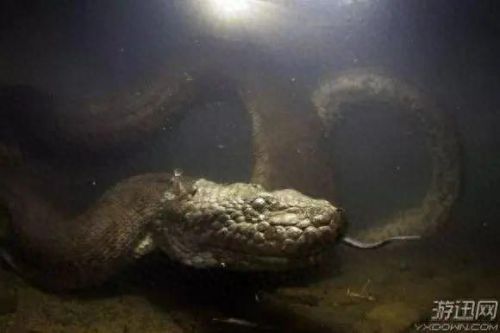 十大巨兽排行榜非洲野狮(以前最厉害的巨狮排行)插图5