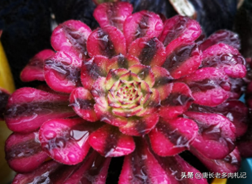 十大最美法师多肉排行榜(多肉法师全锦好养吗)插图5 十大最美法师多肉排行榜(多肉法师全锦好养吗)插图5