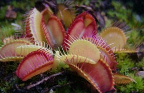 世界上十大剧毒植物排行榜(能通过皮肤吸收的剧毒)插图1