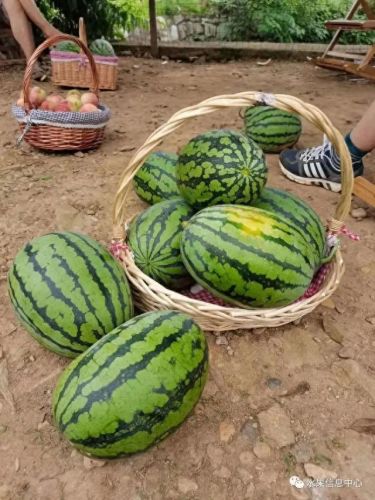 西瓜品种大小十大排行榜(露天西瓜哪个品种好)插图9
