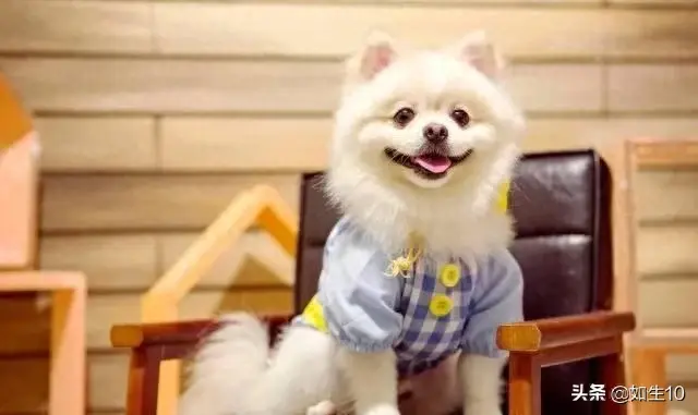 十大体味最轻的狗排行榜(体味最轻的七种狗)插图4