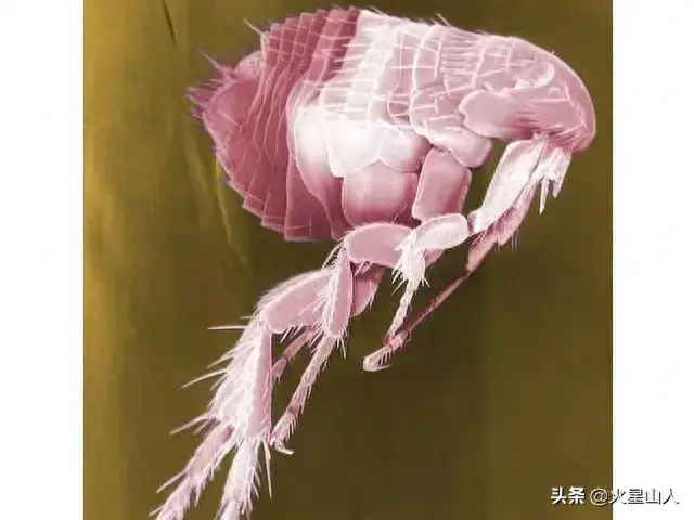 世界十大致命昆虫物排行榜(世界上最毒的10种昆虫)插图2