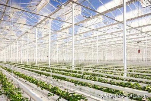 世界蔬果排名前十图片(世界粮食产量排名)插图6 世界蔬果排名前十图片(世界粮食产量排名)插图6