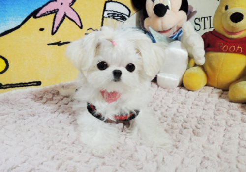 十大最幸运的狗品种排行榜(最厉害的狗的品种排名)插图6 十大最幸运的狗品种排行榜(最厉害的狗的品种排名)插图6