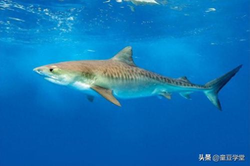 史上最强的十大鲨鱼排行榜(十大温柔的鲨鱼)插图4