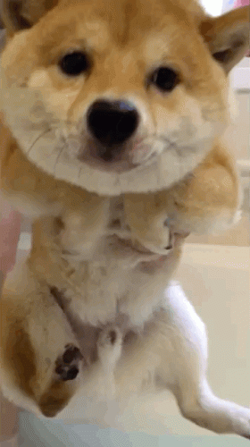 娱乐圈十大宠物排行榜最新(北京圈内人养宠物的明星)插图5