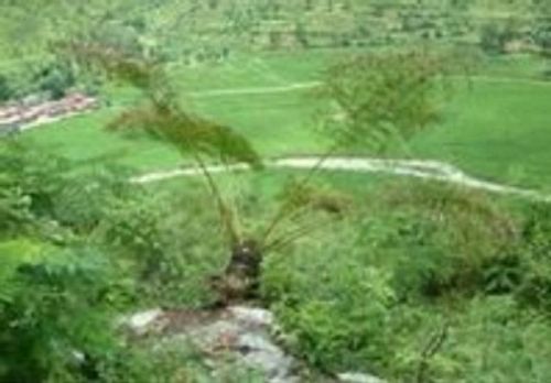 十大有名树木排行榜图册(驱蚊子树木排行榜)