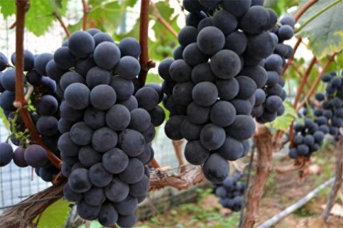 鲜食葡萄品种排名前十(最好吃葡萄排名前十名)插图2