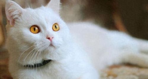 世界十大禁养名猫排行榜(十大名猫和十大禁养名猫)插图2