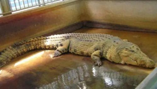 十大巨兽排行榜非洲野狮(以前最厉害的巨狮排行)插图7