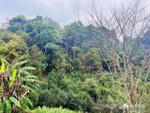 茶经排名前十的茶(十三种满分好茶)插图8 茶经排名前十的茶(十三种满分好茶)插图8