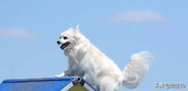 十大体味最轻的狗排行榜(体味最轻的七种狗)插图5