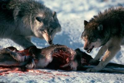 十大国外变态电影排行榜最新(推荐三部解禁电影)插图7