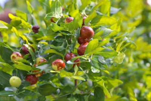 高品质红枣排名前十(中国红枣品牌排行)插图4