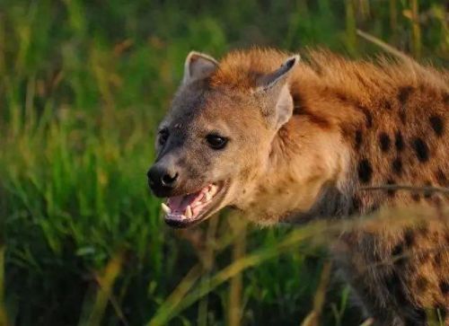 十大巨兽排行榜非洲野狮(以前最厉害的巨狮排行)插图