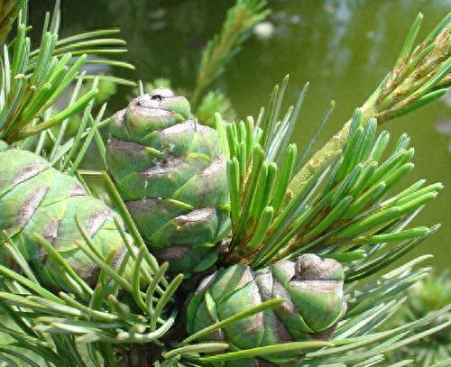 十大有名树木排行榜图册(驱蚊子树木排行榜)插图2