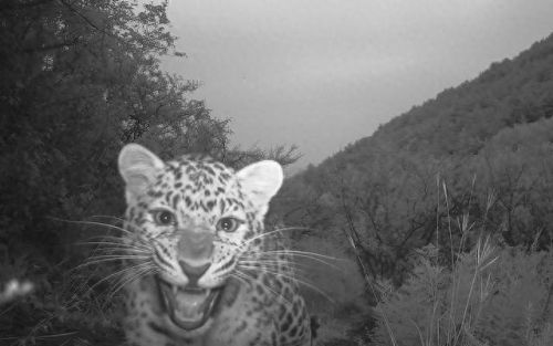 大地最强动物排名前十(大地鹰王)插图6 大地最强动物排名前十(大地鹰王)插图6