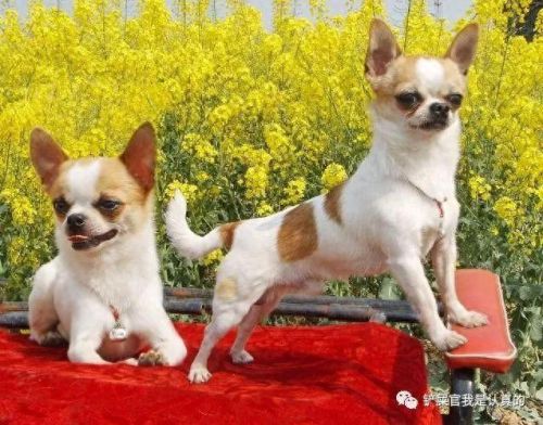 十大最萌的小宠排行榜(十大最萌的仓鼠排行榜)插图4 十大最萌的小宠排行榜(十大最萌的仓鼠排行榜)插图4