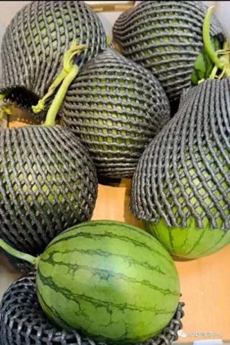 西瓜品种大小十大排行榜(露天西瓜哪个品种好)插图17