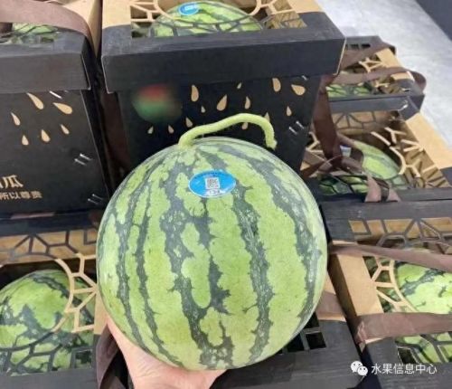 西瓜品种大小十大排行榜(露天西瓜哪个品种好)插图7