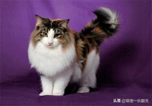 十大可爱小猫品种排行榜(名贵小猫的种类)