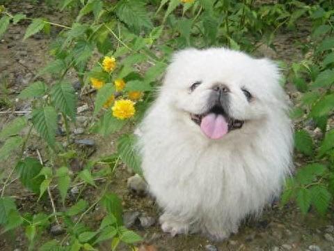 十大最幸运的狗品种排行榜(最厉害的狗的品种排名)插图5 十大最幸运的狗品种排行榜(最厉害的狗的品种排名)插图5