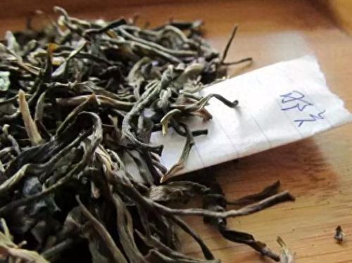 国内古老茶树排名前十(云南最古老的茶树在什么茶区)插图3 国内古老茶树排名前十(云南最古老的茶树在什么茶区)插图3