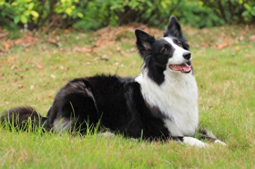 十大不能买的狗狗排行榜(狗狗罐头排行榜前十名)插图8