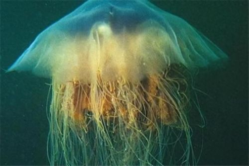 十大携带病毒动物排行榜(病毒动物)插图