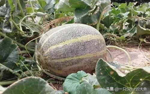 甜瓜品种十大排行榜图片(500个瓜图片)