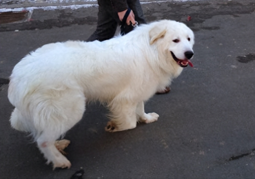 世界十大巨型犬排行榜排名(世界十大大型犬排名)插图4