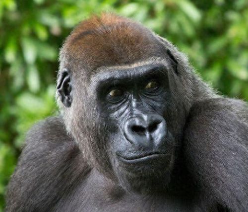 智商排名前十的十位(达斡尔族人智商排名)插图1 智商排名前十的十位(达斡尔族人智商排名)插图1